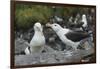 Falkland Islands. West Point Island. Black Browed Albatross Mating-Inger Hogstrom-Framed Photographic Print