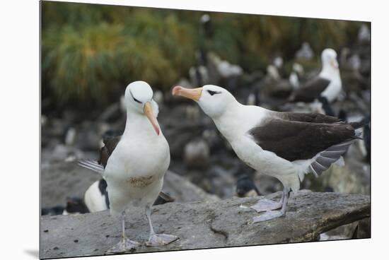 Falkland Islands. West Point Island. Black Browed Albatross Mating-Inger Hogstrom-Mounted Premium Photographic Print