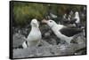 Falkland Islands. West Point Island. Black Browed Albatross Mating-Inger Hogstrom-Framed Stretched Canvas