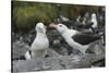 Falkland Islands. West Point Island. Black Browed Albatross Mating-Inger Hogstrom-Stretched Canvas