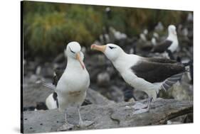 Falkland Islands. West Point Island. Black Browed Albatross Mating-Inger Hogstrom-Stretched Canvas