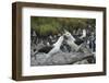 Falkland Islands. West Point Island. Black Browed Albatross Mating-Inger Hogstrom-Framed Photographic Print