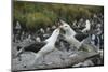 Falkland Islands. West Point Island. Black Browed Albatross Mating-Inger Hogstrom-Mounted Photographic Print