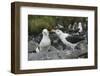 Falkland Islands. West Point Island. Black Browed Albatross Mating-Inger Hogstrom-Framed Photographic Print