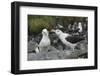 Falkland Islands. West Point Island. Black Browed Albatross Mating-Inger Hogstrom-Framed Photographic Print