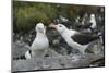 Falkland Islands. West Point Island. Black Browed Albatross Mating-Inger Hogstrom-Mounted Photographic Print