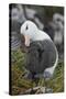 Falkland Islands. West Point Island. Black Browed Albatross-Inger Hogstrom-Stretched Canvas