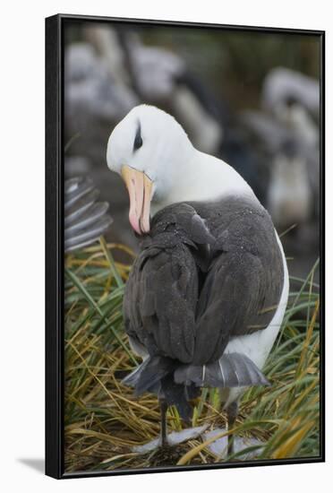 Falkland Islands. West Point Island. Black Browed Albatross-Inger Hogstrom-Framed Photographic Print