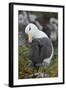 Falkland Islands. West Point Island. Black Browed Albatross-Inger Hogstrom-Framed Photographic Print