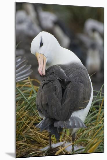 Falkland Islands. West Point Island. Black Browed Albatross-Inger Hogstrom-Mounted Photographic Print