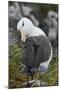 Falkland Islands. West Point Island. Black Browed Albatross-Inger Hogstrom-Mounted Photographic Print