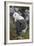 Falkland Islands. West Point Island. Black Browed Albatross-Inger Hogstrom-Framed Photographic Print