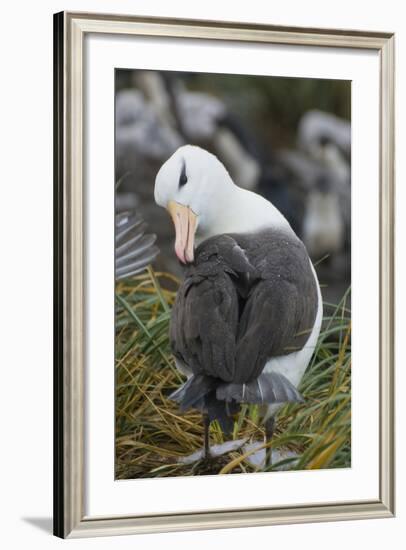 Falkland Islands. West Point Island. Black Browed Albatross-Inger Hogstrom-Framed Photographic Print