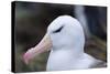 Falkland Islands. West Point Island. Black Browed Albatross-Inger Hogstrom-Stretched Canvas