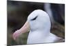 Falkland Islands. West Point Island. Black Browed Albatross-Inger Hogstrom-Mounted Photographic Print