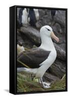 Falkland Islands. West Point Island. Black Browed Albatross-Inger Hogstrom-Framed Stretched Canvas