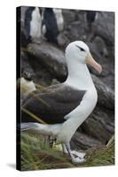 Falkland Islands. West Point Island. Black Browed Albatross-Inger Hogstrom-Stretched Canvas