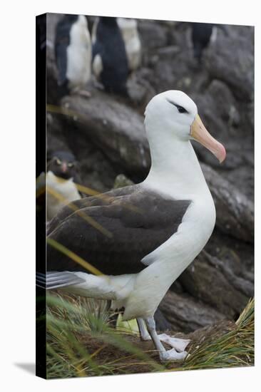 Falkland Islands. West Point Island. Black Browed Albatross-Inger Hogstrom-Stretched Canvas