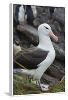 Falkland Islands. West Point Island. Black Browed Albatross-Inger Hogstrom-Framed Photographic Print