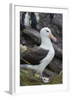 Falkland Islands. West Point Island. Black Browed Albatross-Inger Hogstrom-Framed Photographic Print