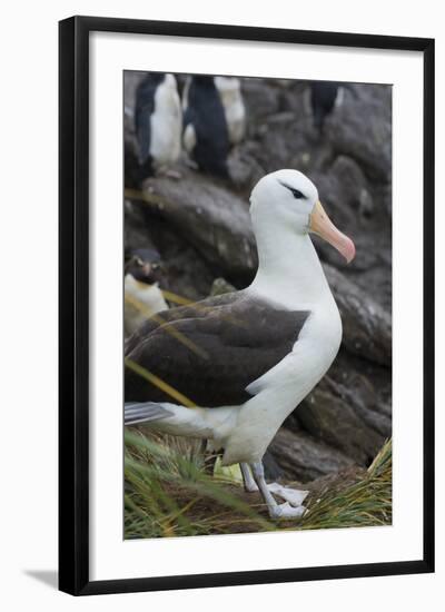 Falkland Islands. West Point Island. Black Browed Albatross-Inger Hogstrom-Framed Photographic Print