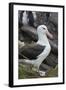 Falkland Islands. West Point Island. Black Browed Albatross-Inger Hogstrom-Framed Photographic Print