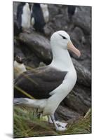 Falkland Islands. West Point Island. Black Browed Albatross-Inger Hogstrom-Mounted Photographic Print