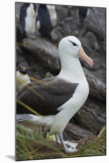 Falkland Islands. West Point Island. Black Browed Albatross-Inger Hogstrom-Mounted Photographic Print