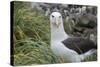 Falkland Islands. West Point Island. Black Browed Albatross-Inger Hogstrom-Stretched Canvas