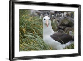 Falkland Islands. West Point Island. Black Browed Albatross-Inger Hogstrom-Framed Photographic Print