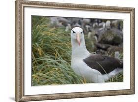 Falkland Islands. West Point Island. Black Browed Albatross-Inger Hogstrom-Framed Photographic Print