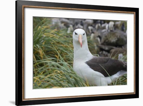 Falkland Islands. West Point Island. Black Browed Albatross-Inger Hogstrom-Framed Photographic Print