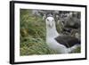 Falkland Islands. West Point Island. Black Browed Albatross-Inger Hogstrom-Framed Photographic Print