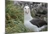 Falkland Islands. West Point Island. Black Browed Albatross-Inger Hogstrom-Mounted Photographic Print