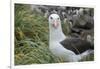 Falkland Islands. West Point Island. Black Browed Albatross-Inger Hogstrom-Framed Photographic Print