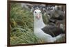 Falkland Islands. West Point Island. Black Browed Albatross-Inger Hogstrom-Framed Photographic Print