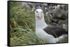 Falkland Islands. West Point Island. Black Browed Albatross-Inger Hogstrom-Framed Stretched Canvas