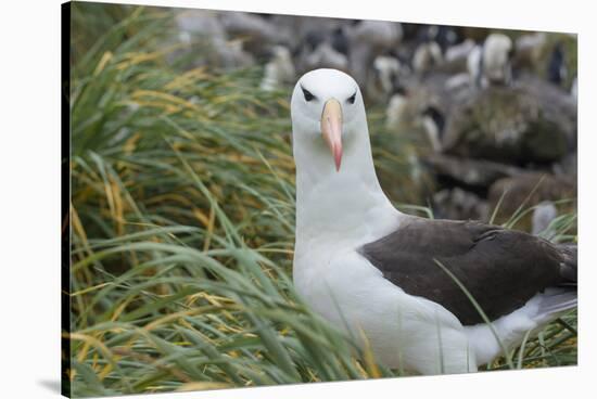 Falkland Islands. West Point Island. Black Browed Albatross-Inger Hogstrom-Stretched Canvas