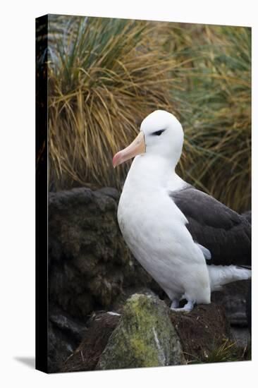 Falkland Islands. West Point Island. Black Browed Albatross-Inger Hogstrom-Stretched Canvas