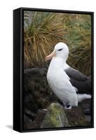 Falkland Islands. West Point Island. Black Browed Albatross-Inger Hogstrom-Framed Stretched Canvas