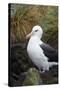 Falkland Islands. West Point Island. Black Browed Albatross-Inger Hogstrom-Stretched Canvas