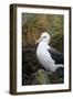 Falkland Islands. West Point Island. Black Browed Albatross-Inger Hogstrom-Framed Photographic Print