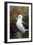 Falkland Islands. West Point Island. Black Browed Albatross-Inger Hogstrom-Framed Photographic Print