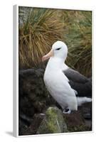 Falkland Islands. West Point Island. Black Browed Albatross-Inger Hogstrom-Framed Photographic Print