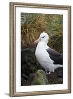 Falkland Islands. West Point Island. Black Browed Albatross-Inger Hogstrom-Framed Photographic Print