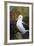 Falkland Islands. West Point Island. Black Browed Albatross-Inger Hogstrom-Framed Photographic Print