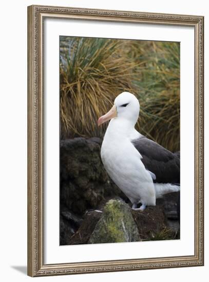 Falkland Islands. West Point Island. Black Browed Albatross-Inger Hogstrom-Framed Photographic Print