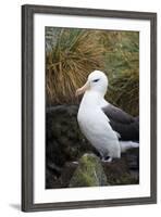 Falkland Islands. West Point Island. Black Browed Albatross-Inger Hogstrom-Framed Photographic Print