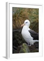 Falkland Islands. West Point Island. Black Browed Albatross-Inger Hogstrom-Framed Photographic Print