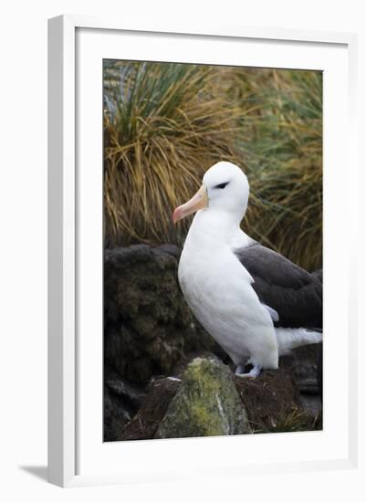 Falkland Islands. West Point Island. Black Browed Albatross-Inger Hogstrom-Framed Photographic Print